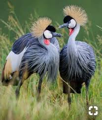Pin By Heather Ross On Uccelli Beautiful Birds Bird Photography Colorful Birds