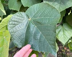 Image result for Dombeya lastii
