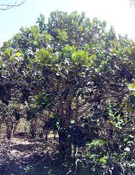 Image result for Diospyros truncatifolia