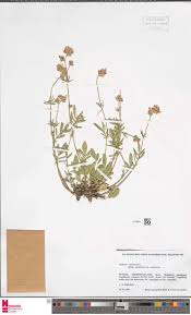 Image result for Rytigynia monantha