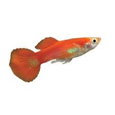 Red Gold Tuxedo Guppy Petsmart Pet Fish Guppy Fish For Sale