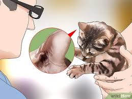 Might slow them down a bit. 3 Ways To Prevent Ear Mites In Cats Wikihow Pet