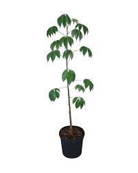 Image result for Ceiba pentandra