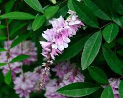 Image result for Indigofera demissa