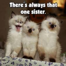 There S Always That One Sister Cute Funny Animals Funny Cat Photos Funny Animal Jokes