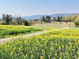 greifensee bei zurich spaziergange see