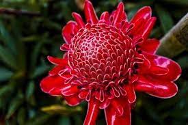A Beautiful Round Red Ginger Flower In Thailand Ginger Flower Flower Art Flower Art Painting