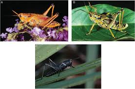 Check spelling or type a new query. Biology And Management Of The Easter Lubber Grasshopper Orthoptera Acrididae