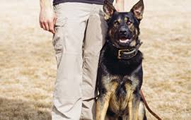 Check spelling or type a new query. Board Train Programs Denver Dog Trainer Complete Canine Training