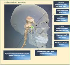 как лечить воспаление тройничного лицевого нерва в домашних условиях Bol V Oblasti Lba Glaza Viska