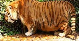 Pin On Beloved Animals