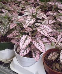 Image result for Hypoestes