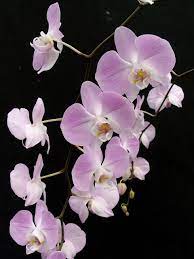 Phal Sanderiana Ole Lukoje X The Sandman S Umbrella Orchids Flowers Umbrella