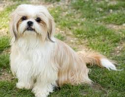 Shih tzu puppies for sale. Florida Fancy Shih Tzus Dog Breeders