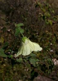 Image result for Hibiscus vitifolius