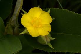 Image result for Melhania acuminata