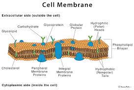 When drawing and labeling a diagram of the plasma membrane you should be sure to include:the phospholipid bilayer with hydrophobic 'tails' and hydrophilic. Cell Membrane Definition Structure Functions With Diagram