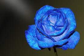 Imagenes de rosas azules gallery. Significado De Las Rosas Azules Significadodelasrosas Fun