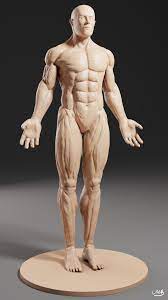Browse 10,143 male body anatomy stock photos and images available, or start a new search to. Mateusz Baranowski Male Anatomy Practice