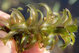 Image result for Lagarosiphon major