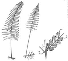 Image result for Cyclosorus interruptus