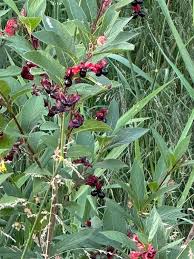 Image result for Faroa involucrata
