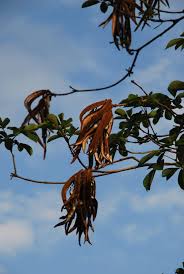 Image result for Handroanthus chrysotrichus