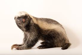 Free shipping on orders over $25 shipped by amazon. Honey Badger Facts