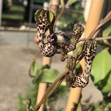 Image result for Ceropegia crassifolia