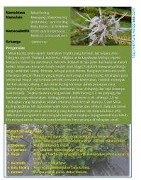 Info dan khasiat pokok misai kucing pengenalan hampir keseluruhan bahagian pokoknya boleh digunakan. Misai Kucing Wannura