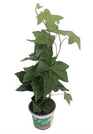 Its common name is the canarian ivy. Buy Spanish Canary Ivy Hedera Canariensis 4 Pot Easy To Grow Indoors Online In Qatar 721632047
