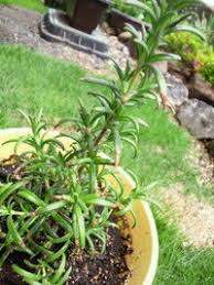 ローズマリーの葉が丸まっています 何が原因でしょうか 丸まる原因の一 Yahoo 知恵袋