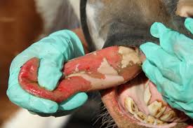 Vesicular Stomatitis In Horses - Ford Veterinary Surgery Center