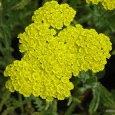 Image result for Baphiopsis