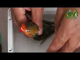 kus egitimi panosundaki pin