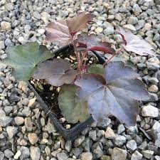 Image result for Heuchera `Palace Purple`