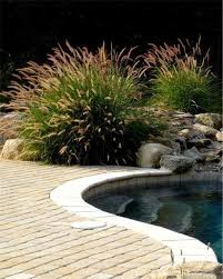 Oriental Fountain Grass In Planter At Pool Edge Pavers Around Pool Look Nice Just Planted Fou Landscaping Around Pool Pool Plants Backyard Pool Landscaping