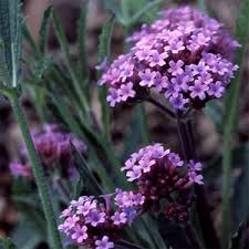 Image result for Verbena × teasii