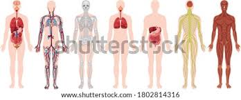 Lower body workouts for women need cardio and strength exercises. Female Skeleton Drawing At Getdrawings Free Download