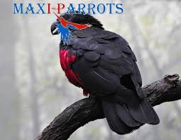 Goldcrest aviary and breeding farm. Dracula Parrots For Sale Parrots For Sale