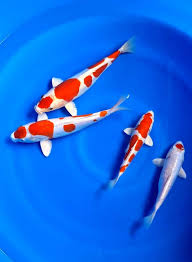 Ikan Koi