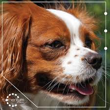 Droneport en limburg regional airport klokken af op gecumuleerd verlies van 1.258.781 euro. Momentum Lindora Visita Sucremart Con Tu Mascota Y Encontra Los Mejores Productos Para Cuidarlos De La Mejor Manera Te Ofrecen Servicio De Veterinaria De Forma Continua Momentum Lindora Facebook