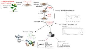 Image result for Bauhinia bowkeri
