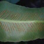 Image result for Asplenium africanum