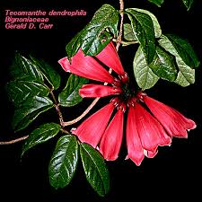 Image result for Bignoniaceae