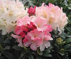 Rhododendron Percy Wiseman In 2020 Bonsai Flower Azaleas Garden Flower Seeds