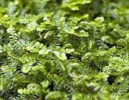 Image result for Selaginella shabaensis
