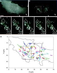 An example of a specific vesicle that is critical for cellular life and produced in the golgi is a lysosome. Actin Filaments And Myosin I Alpha Cooperate With Microtubules For The Movement Of Lysosomes Molecular Biology Of The Cell