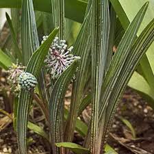 Image result for Ledebouria cooperi