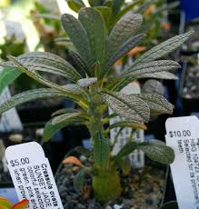 Image result for Dorstenia dinklagei